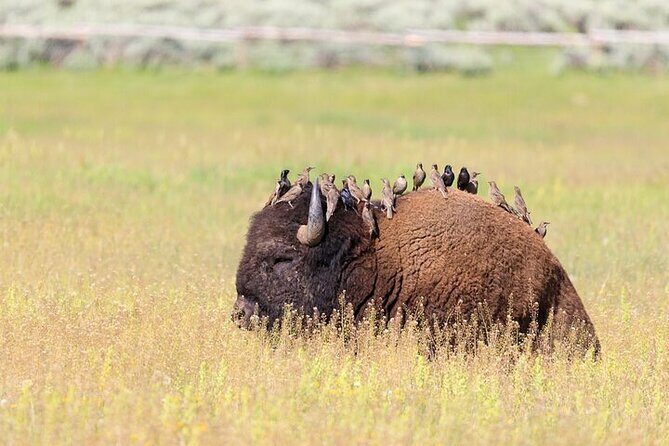 Best Of Yellowstone Full Day Nat'l Park Tour From Bozeman - The Practicalities