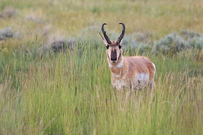 Best Of Yellowstone Full Day Nat'l Park Tour From Gardiner - FAQ