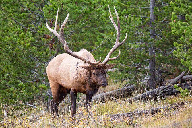 Best of Yellowstone Nat'l Park Tour from Paradise Valley - Transportation & Group Size