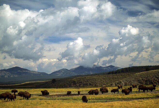 Best of Yellowstone Tour from Paradise Valley - Private Tour - Who Should Consider This Tour?