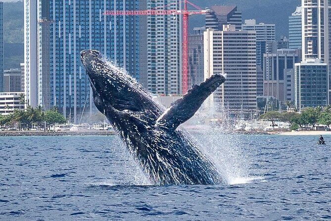 Best Waikiki Whale Watching in Honolulu: Whales Guaranteed - The Scenic Backdrop: Waikiki and Diamond Head