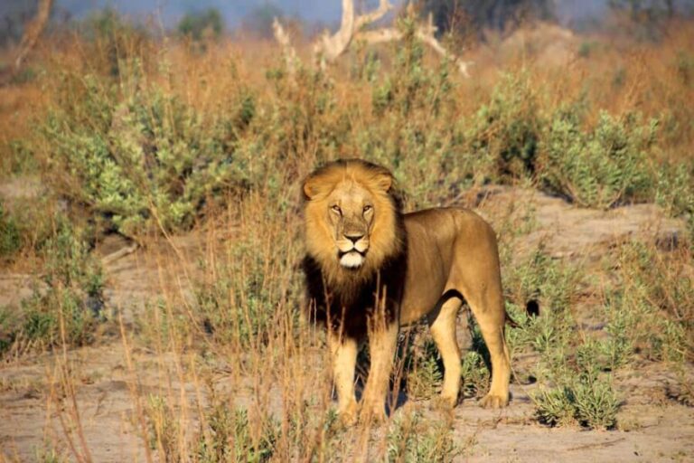 Big 5 Pilanesberg Safari Adventure Full Day with Lunch - The Value of the Experience