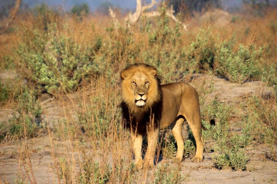 Big 5 Pilanesberg Safari Adventure Full Day with Lunch - The Value of the Experience