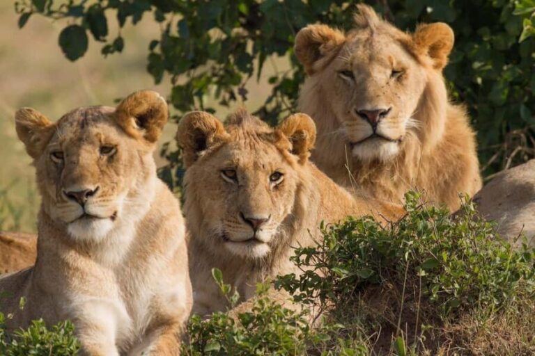 Big 5 Safari Private tour - Is It Worth the Price?