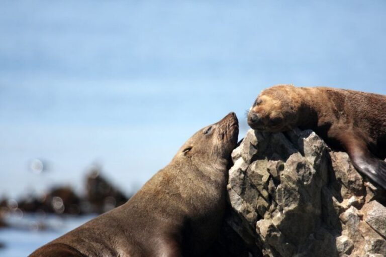 Big 5 Sea Safari Boat Ride of Gansbaai or Walker Bay - An In-Depth Look at the Gansbaai or Walker Bay Marine Safari