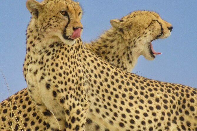Big Five Luxury 7 Days Safari Tour in Arusha - Authentic Encounters and Highlights