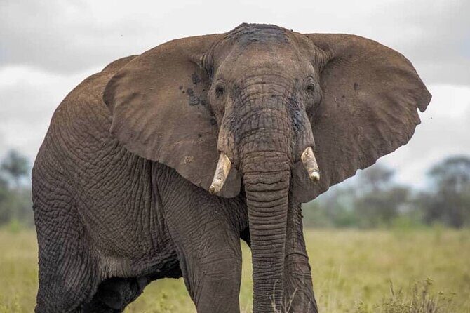 Big Five Luxury Safari in Tanzania - Practical Details: What This Tour Means for You