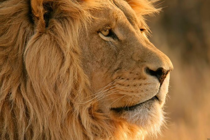Big Five Safari and Breede River Valley Guided Day Trip - Analyzing the Value
