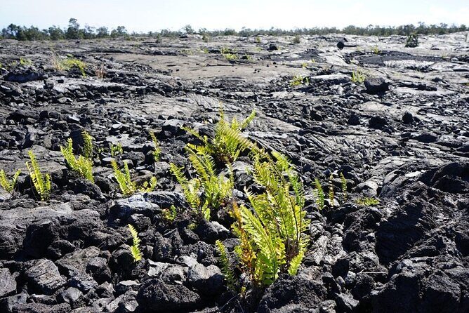 Big Island Hawaii Volcano Day tour from Honolulu and Hotel PU - Who Should Consider This Tour?