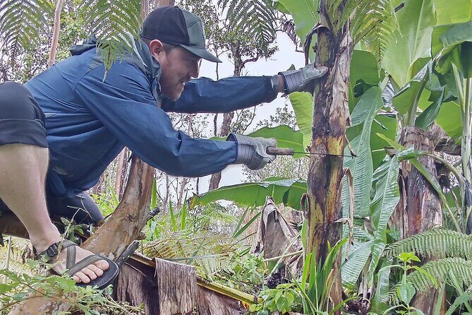 Big Island Jungle Tour with Banana and Guava Green Tea - Final Thoughts: An Authentic, Value-Packed Experience