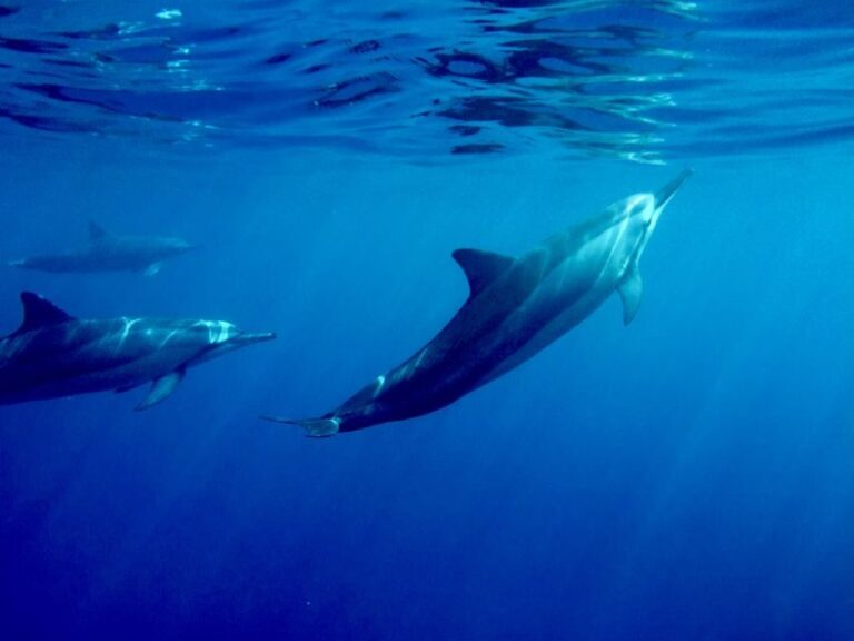 Big Island: Kealakekua Bay, Captain Cook & Marine Life Tour - The Itinerary and What to Expect