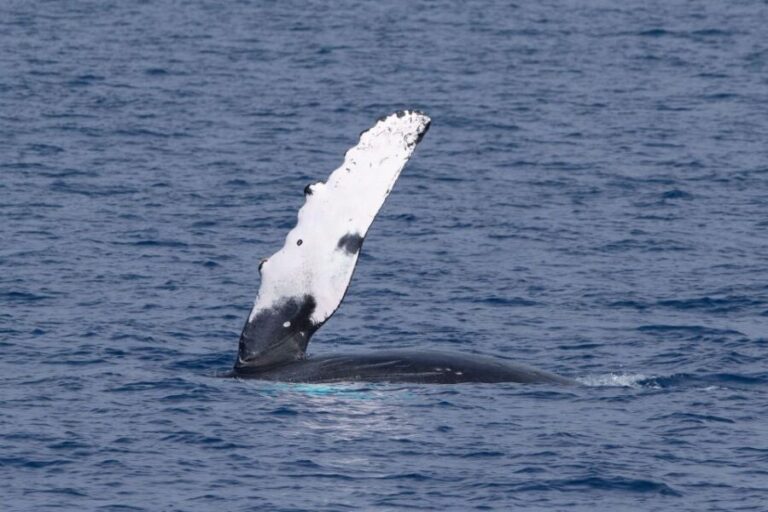 Big Island: Kona Super Raft Whale Watch - Final Thoughts