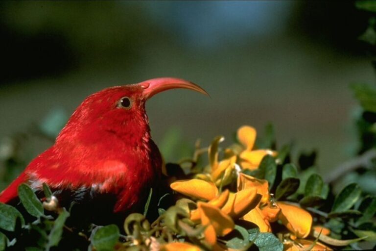 Big Island: Native Bird Watching & Hiking Tour - Authentic Reviews and What They Say