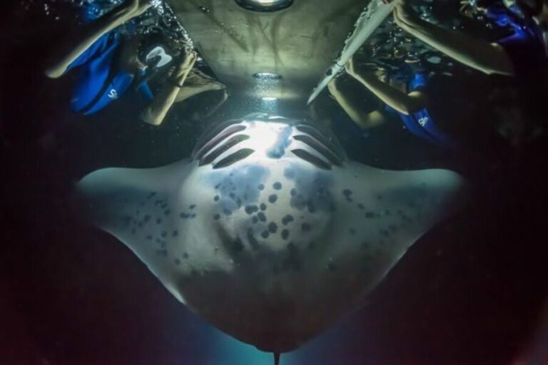 Big Island: Night Swim with Manta Ray with Hot Chocolate - What Makes This Tour Special?