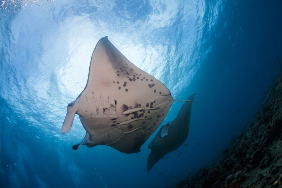 Big Island: Snorkel with Manta Rays - Manta Guarantee