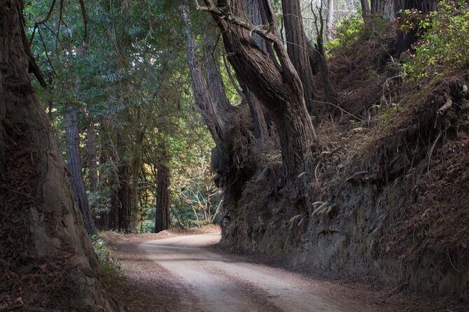 Big Sur Electric Bike Tour Along Old Coast Road - Final Thoughts: Is It Worth It?