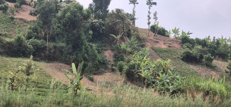 BIGOGWE : Rock Climbing and Cow Milking & Corn Roasting Tour - Hiking to Bigogwe Rock: A Tall Tale with a View