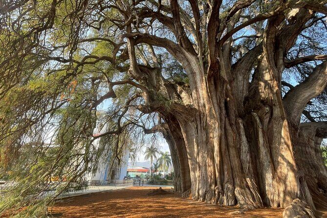 Bike tour to the Tule Tree and the Gastronomic Market - An In-Depth Look at the Tour Experience
