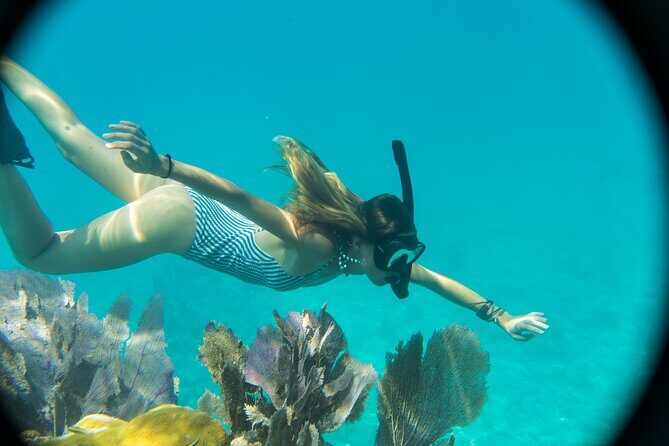Biologist Owned & Operated: Dolphin Watching & Guided Snorkeling - Who Will Love This Tour?