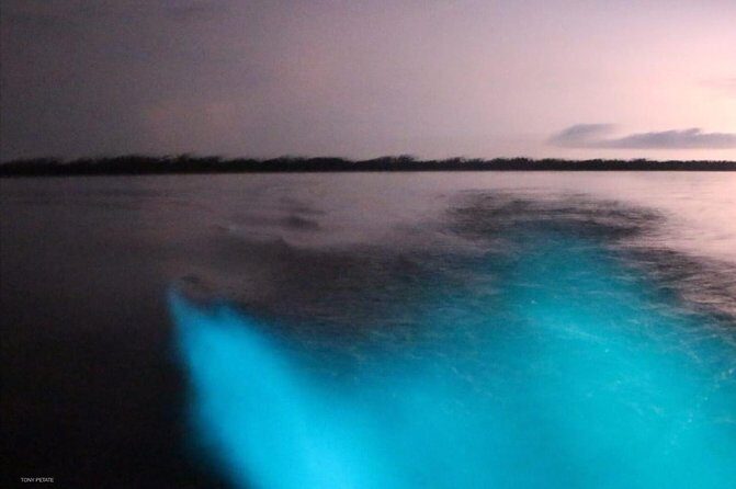 Bioluminescent Night Tour - The Itinerary Breakdown