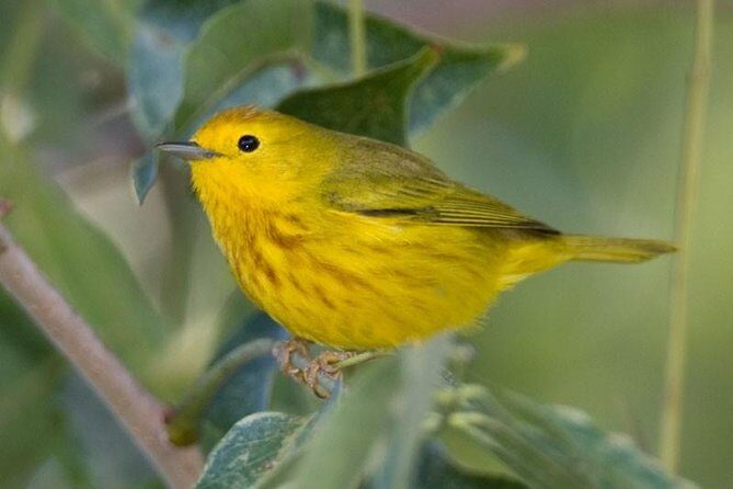 Bird watching ecofriendly tour from Cancun & Riviera Maya - Final Thoughts