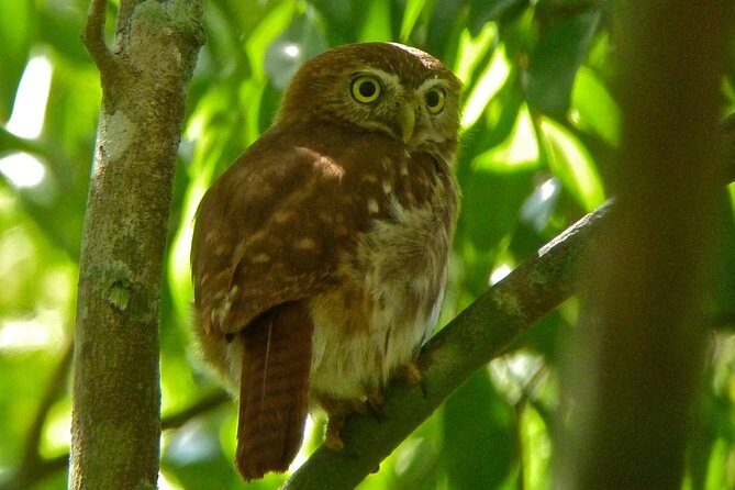 Bird Watching in Sian Ka´an Muyil - What You Should Know Before Booking