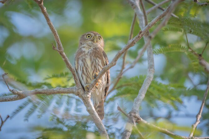 Bird Watching Mazatlán - Birding Tour - The Experience: What Sets It Apart