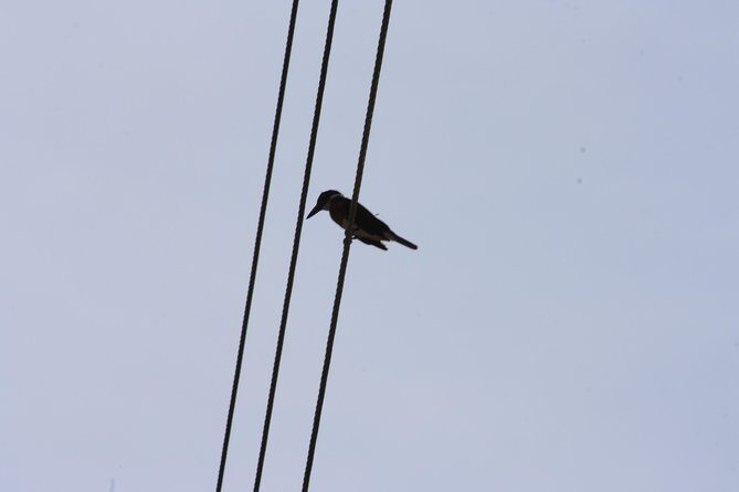 Bird Watching Tour Huatulco HT - Is This Tour Worth the Price?