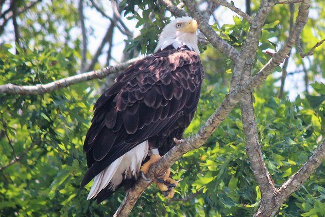 Birding By Boat on the Osprey - The Experience: What Sets It Apart