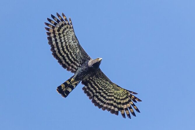 Birding for beginners - The Practicalities: What You Need to Know