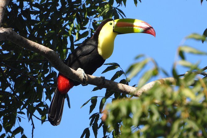 Birds of the Mayan World 1 - Why This Tour Is a Fantastic Value