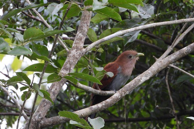 Birds of the Mayan World 2 / Route of the cenotes - The Sum Up: Who Will Love This Tour?