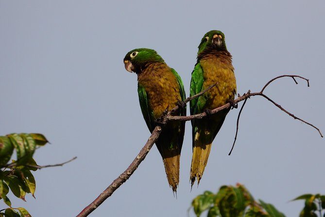 Birds of the Mayan World 3 - The Trails and Birding Experience