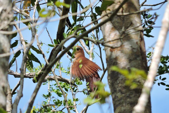 Birdwatching Cancun - Authentic Experiences from Travelers