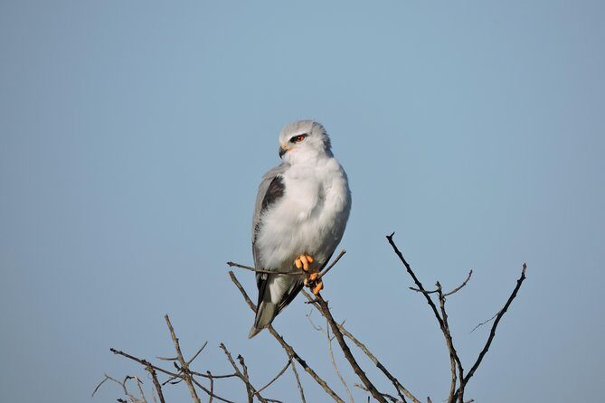 Birdwatching in Cape Town - The Practicalities: Whats Included and Whats Not