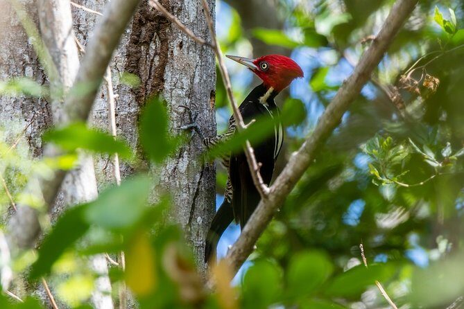 Birdwatching in Coba from Tulum - Shared Group Tour - Practical Tips for Travelers