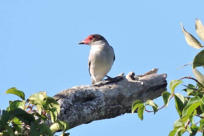 Birdwatching Playa del Carmen - Who Will Appreciate This Tour Most?