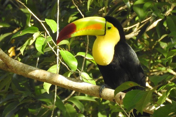 Birdwatching Sian Ka'an Biosphere Reserve - Practical Tips for Your Birdwatching Adventure