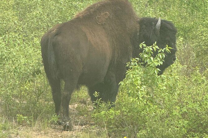 Bison Highway Wildlife Tour - Final Thoughts