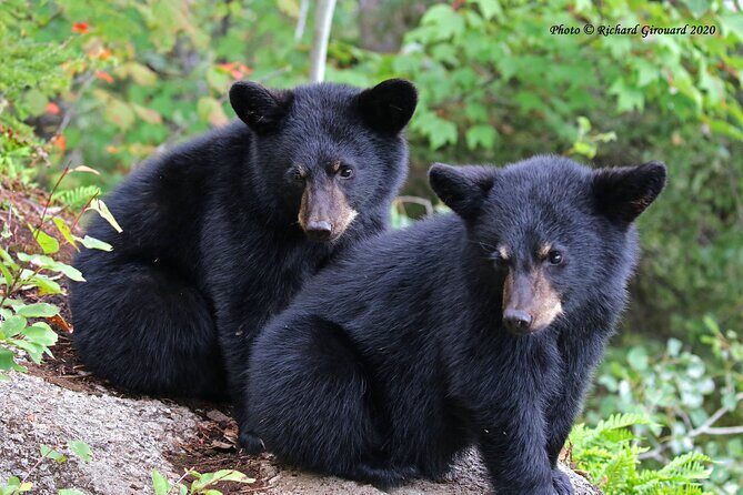 Black Bear viewing and walking at oudoor ctr's Canyon - Transportation, Duration, and Group Size