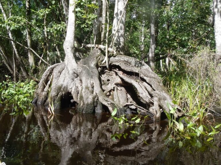 Blackwater Creek: Exclusive Nature Escape Kayak Adventure - Wildlife and Birdwatching Galore
