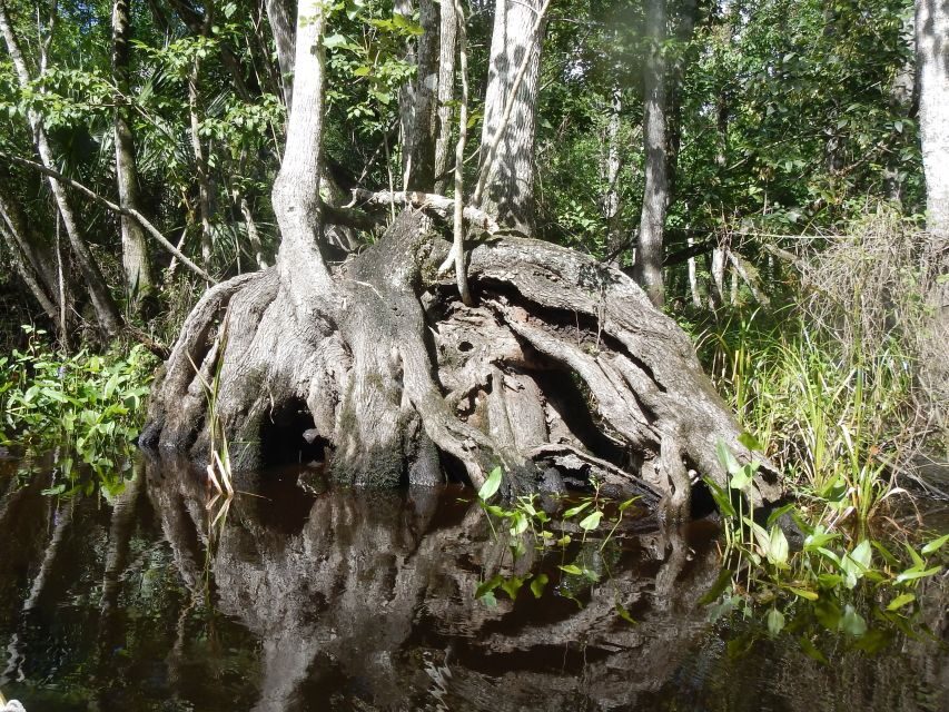 Blackwater Creek: Exclusive Nature Escape Kayak Adventure