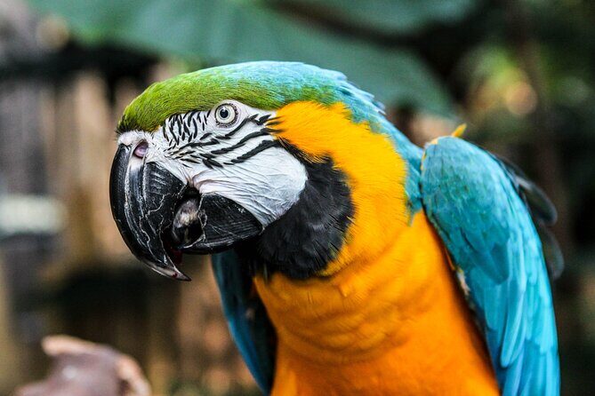 Bloedel Conservatory Admission Ticket - Visiting Tips & Practicalities