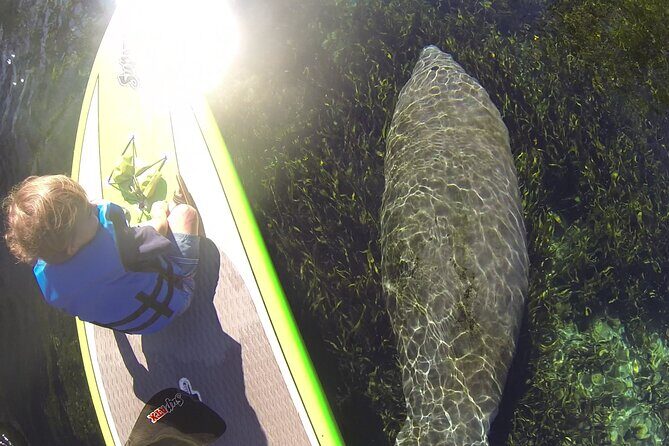 Blue Springs Kayak & Swim Wildlife Adventure - Authentic Experiences and Unique Highlights