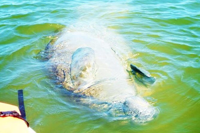 Blue Springs Manatee Tours & Wildlife Adventure Orlando - The Sum Up
