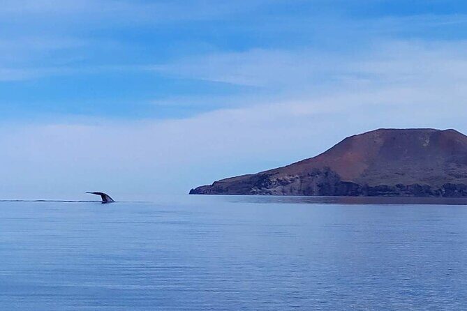 Blue Whale Watching Experience in Loreto - Why Choose This Tour?