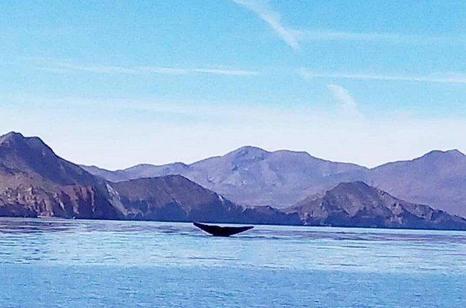 Blue Whale Watching in Loreto - Pricing and Value