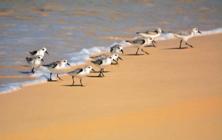 Boa Vista: Bird Watch Expedition in natural environment - How the Tour Works: Itinerary and Highlights