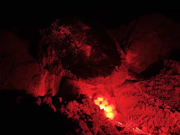 Boa Vista: Guided Turtle Experience with a Certified Guide - Authentic Experiences and Real-World Reviews