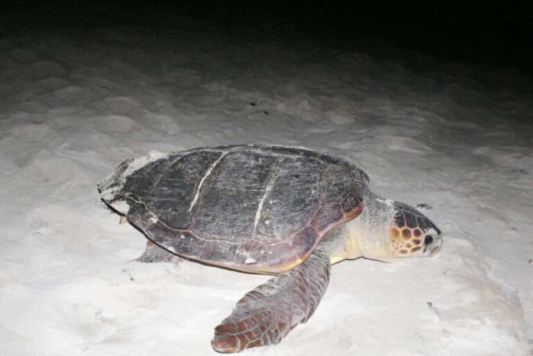 Boa Vista Turtle Watching with certified guides - Who Should Consider This Tour?